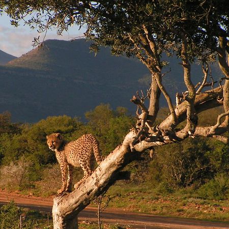 Вилла Samara Karoo Reserve Храфф-Рейнет Экстерьер фото