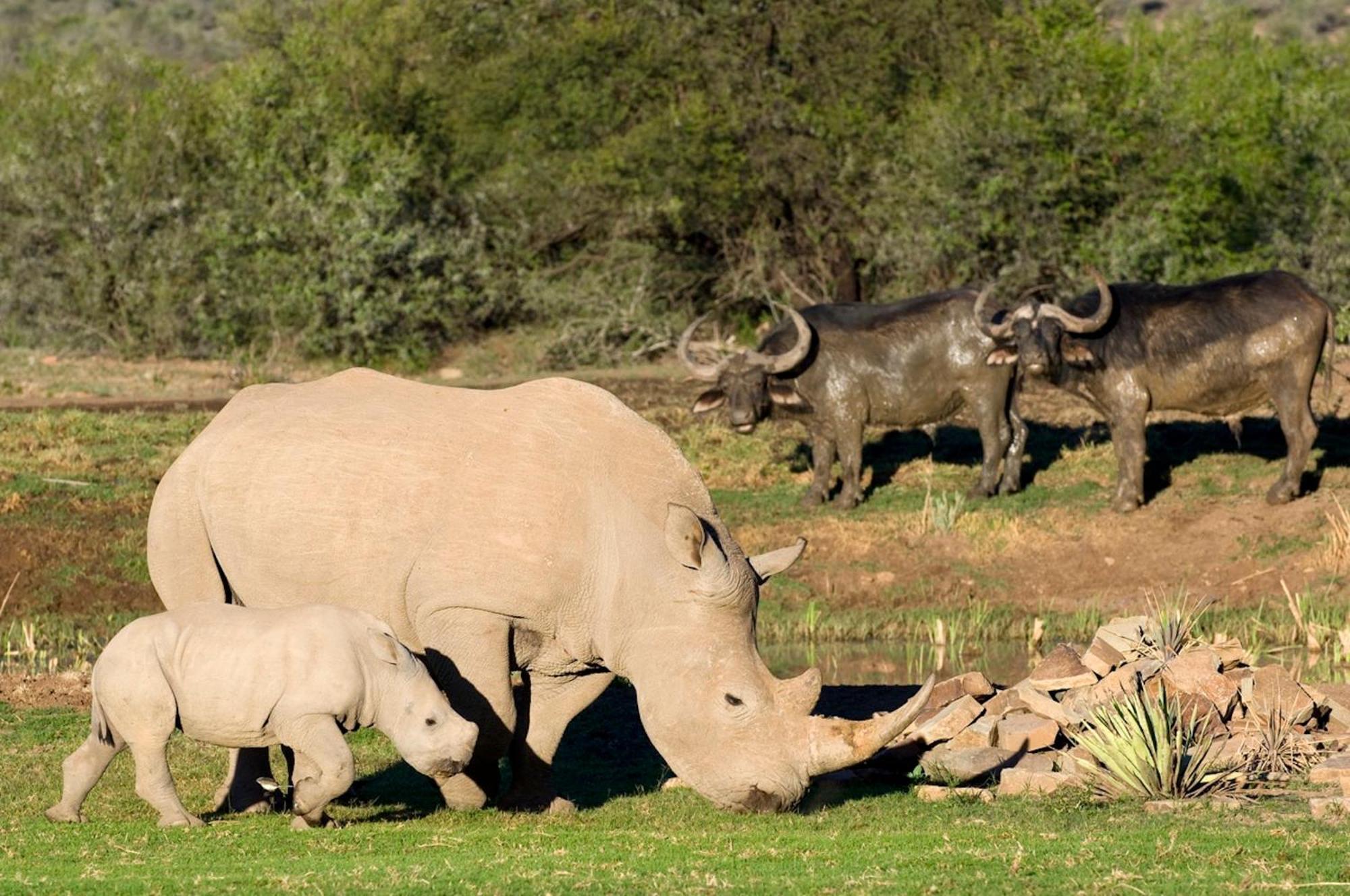 Вилла Samara Karoo Reserve Храфф-Рейнет Экстерьер фото