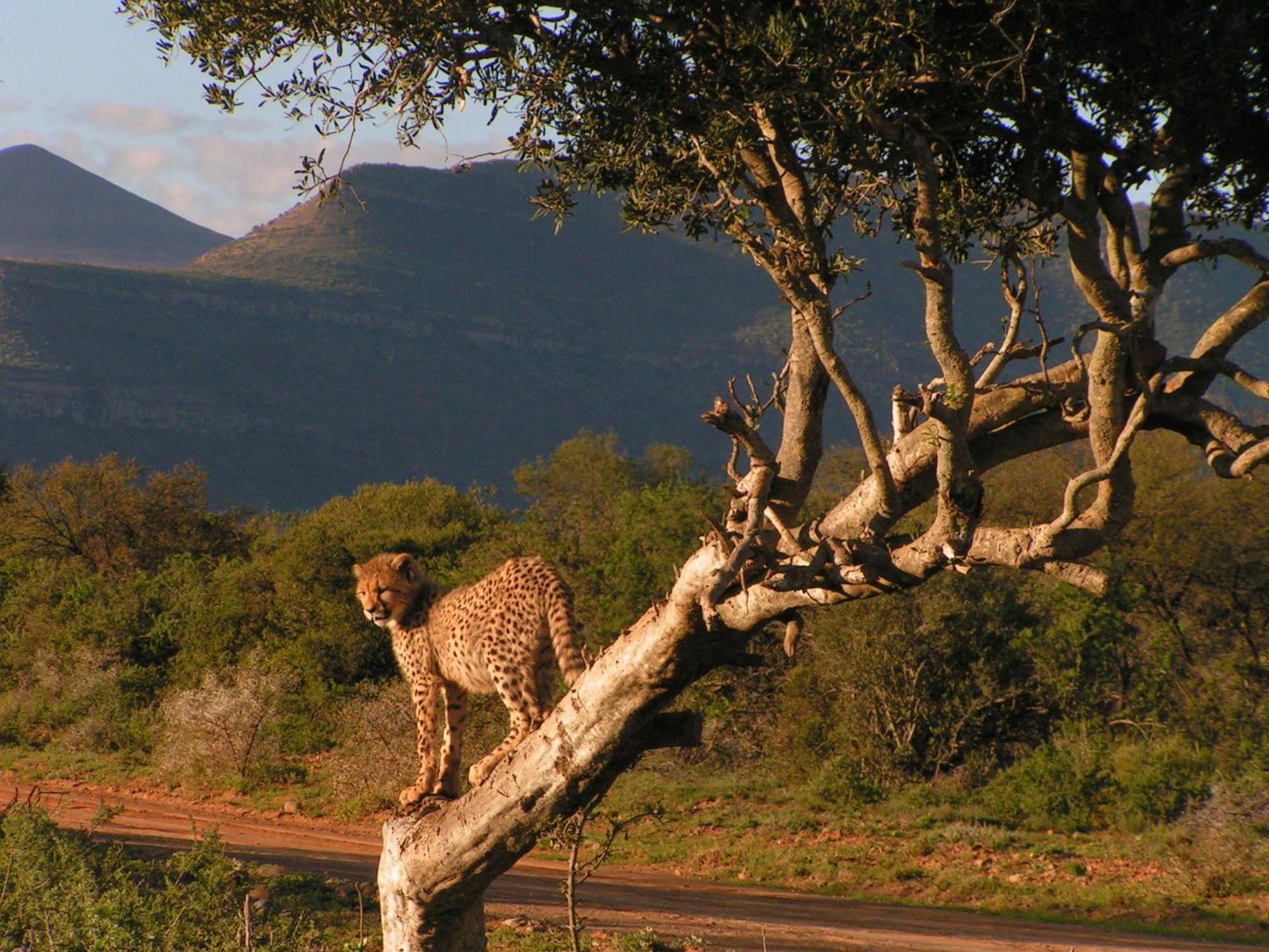 Вилла Samara Karoo Reserve Храфф-Рейнет Экстерьер фото